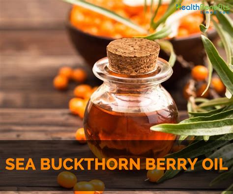 Sea buckthorn berry oil Facts and Health Benefits