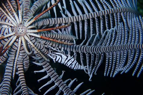 In A World Of Warming Seas Feather Stars Might Be Winners