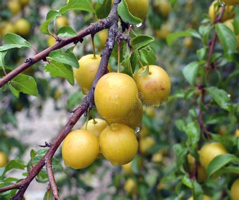 Relativa Ao Ramo Frutos Maduros Da Ameixa Prunus Cerasifera Imagem De