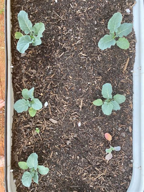 How to Grow Broccoli from Seed