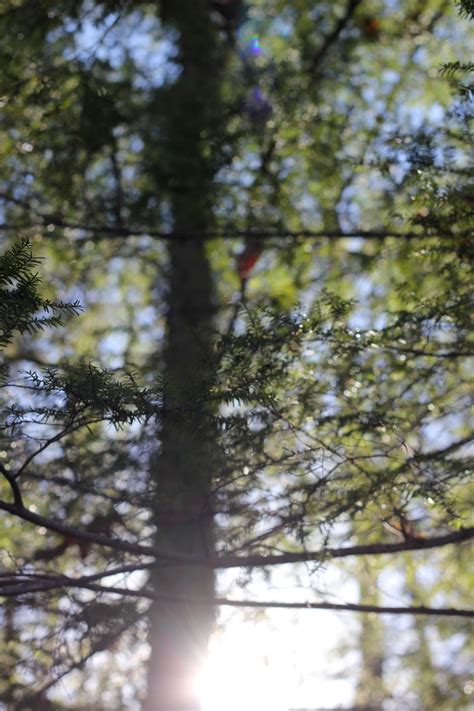 Free Images Tree Nature Forest Branch Winter Sunlight Leaf