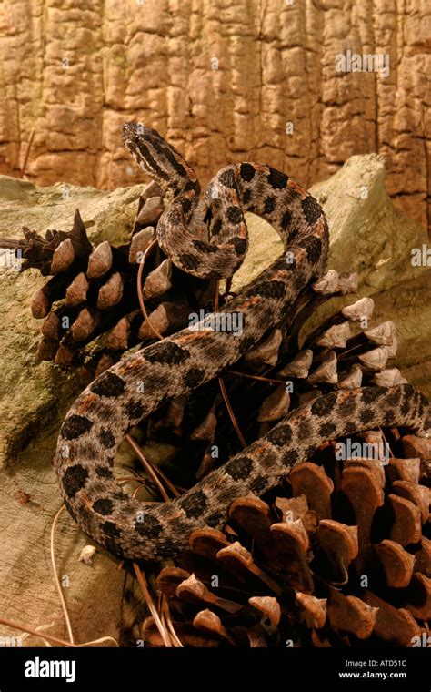 Dusky Pygmy Rattlesnake Stock Photo - Alamy