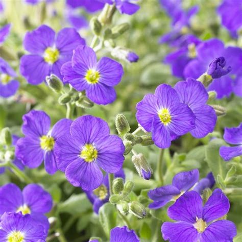 Blauwkussen Aubrieta Cascade Blue Directplant