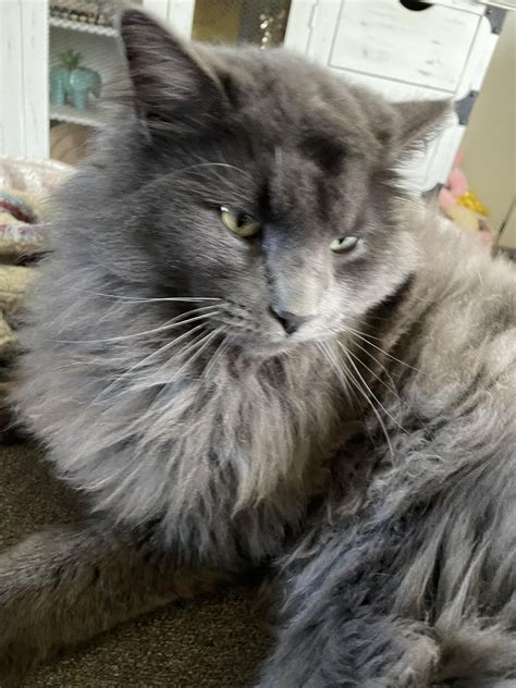 beautiful nebelung 😍 : r/nebelung