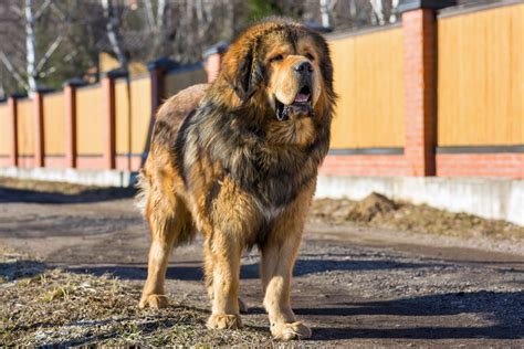 Mastiff Caractère éducation And Santé Guide Complet