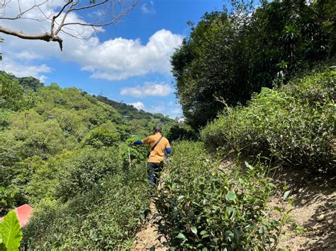 Wuyi Tie Guan Yin Oolong | Eco-Cha Tea Club - Eco-Cha Teas 