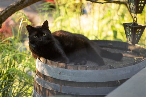 Henrietta On Barrel Scott Weber Flickr