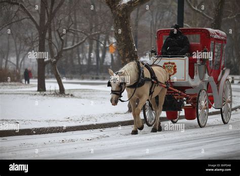 Horse-drawn carriage in Central Park South, New York city, in winter ...