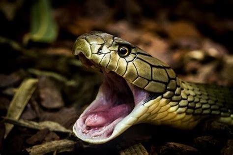 Como As Cobras Conseguem Engolir Animais Maiores Que Elas Mega Curioso