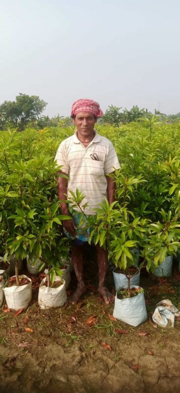 Chiku Plant Supplier,Wholesale Chiku Plant Manufacturer from Kolkata India