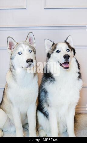 Siberian Husky Canis Lupus Familiaris Um Ein Wildkaninchen