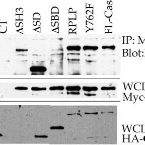 Mapping Of The And Binding Site On P Cas Upper Panel Myc