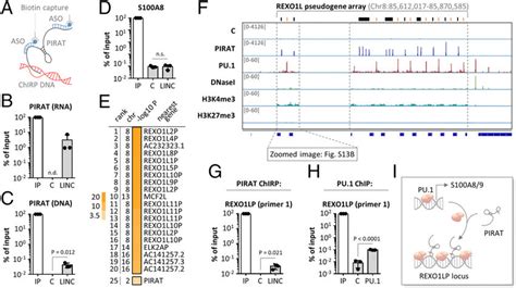 Repetitive Binding Of PU 1 And PIRAT To The REXO1LP Locus A PIRAT