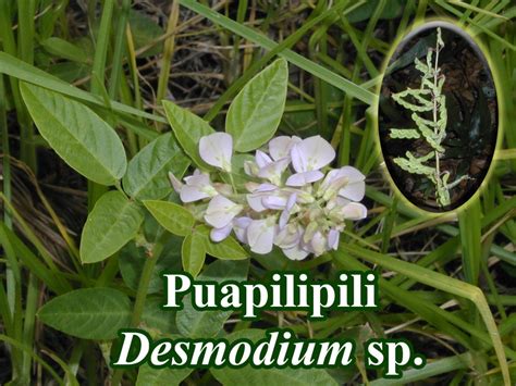 Desmodium spp. | Earth Medicine Institute