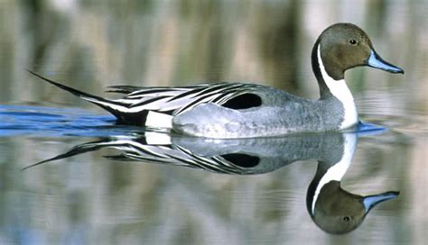 Northern Pintail – BWD Magazine