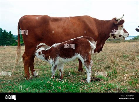 A mother cow nursing a calf Stock Photo - Alamy