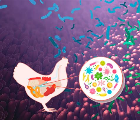 Microbiota Intestinal Av Cola Desarrollo Y Seguridad Alimentaria