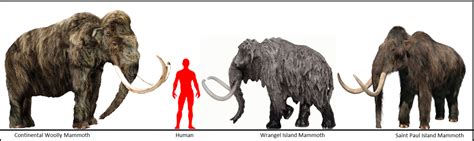 Woolly Mammoth by Homero13 on DeviantArt