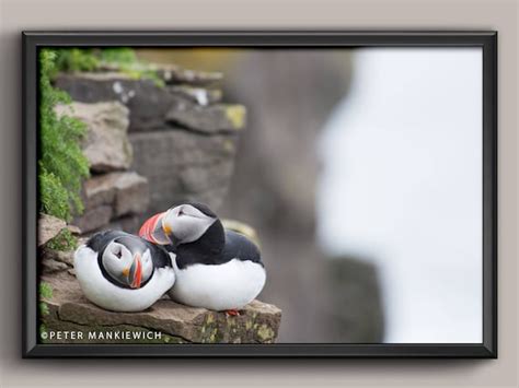 Puffin Photography Iceland Photography Art Prints Bird | Etsy