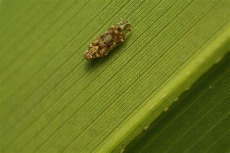 Haplaxius Lunatus From Larry And Penny Thompson Park FL USA On