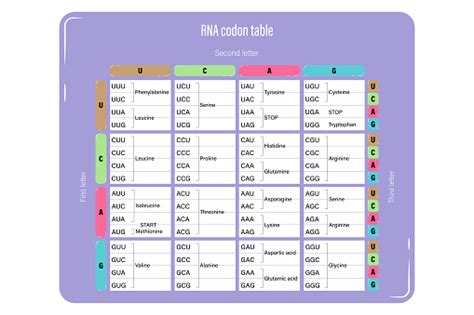 Rna Codon Table Vector Genetic Code The Three Bases Of An Mrna Codon