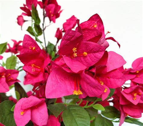 Pack Of 8 Fuchsia Artificial Flowers Stems Silk Bougainvillea Branches For Wedding Indoor