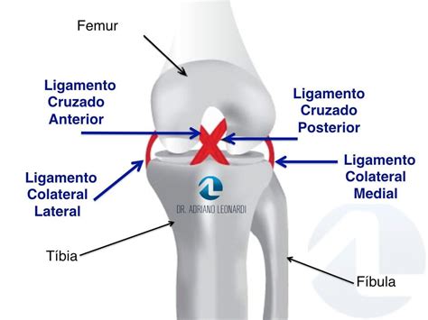 Ligamentos Do Joelho Especialista Do Joelho Dr Adriano Leonardi