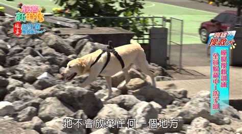 搜救犬roger咬麥克風爆紅！曾上《綜藝新時代》迅速嗅出「籃籃躲藏瓦礫堆」畫面曝光｜四季線上4gtv