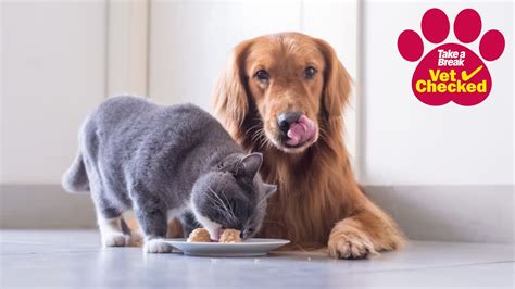 Can Dogs Eat Cat Food