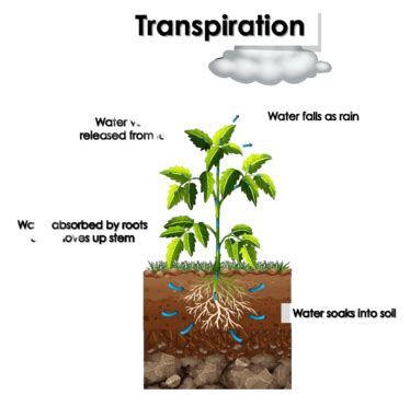 Stages Of Transpiration In Plants A Diagram Depicting The Process Of Plant Transpiration Vector ...