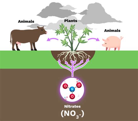 Nitrogen Assimilation - Labster