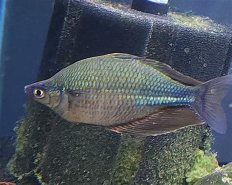 Emerald Rainbowfish | Get Gills