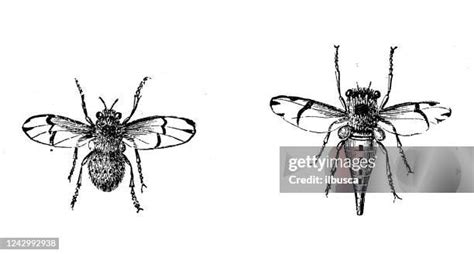 Antique Illustration Horse Bee Horsefly Estrus Equi High Res Vector