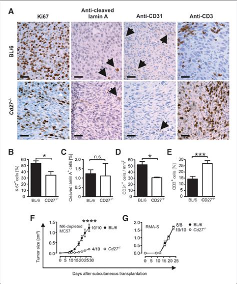 Figure 1 from CD27 signaling increases the frequency of regulatory T ...