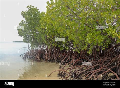 Cerca De Las Largas Ra Ces De Los Manglares Manglar En Marea Baja