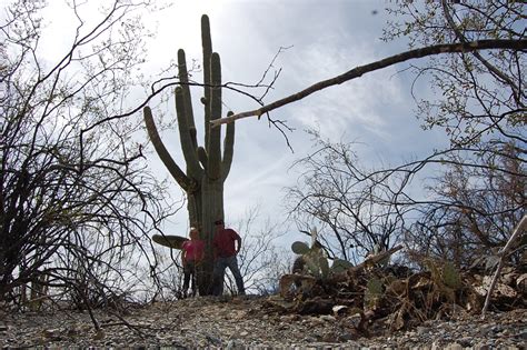 Booker Saguaro Cacti And The Casa Grande Ruins In Arizona