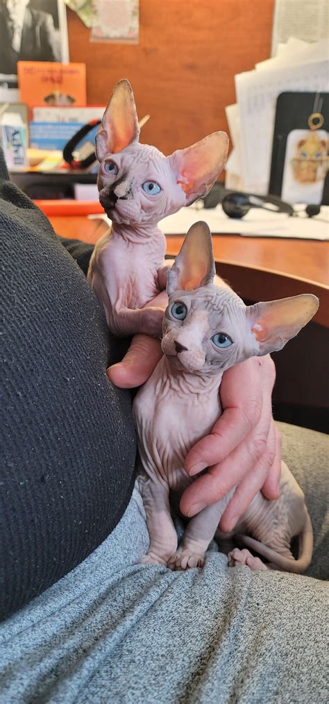 Beautiful Sphynx kitten : r/sphynx