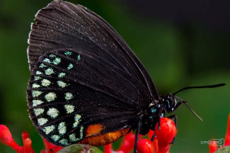 Mariposa sedosa chamalina Polinizadores diurnos del Jardín Botánico