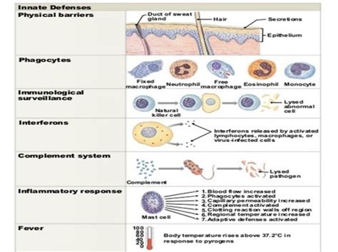 Anatomy Chapter 21 The Immune System Innate And Adaptive Body Defenses