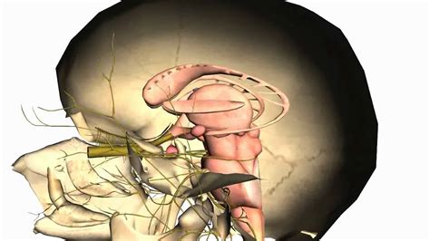 Skull tutorial (1) - Bones of the Calvaria - Anatomy Tutorial PART 2 ...