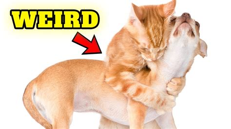 HOW TO UNDERSTAND YOUR CAT BETTER CAT LANGUAGE YouTube