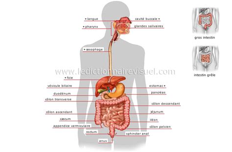 Anatomie De Lappareil Digestif Humain Pdf