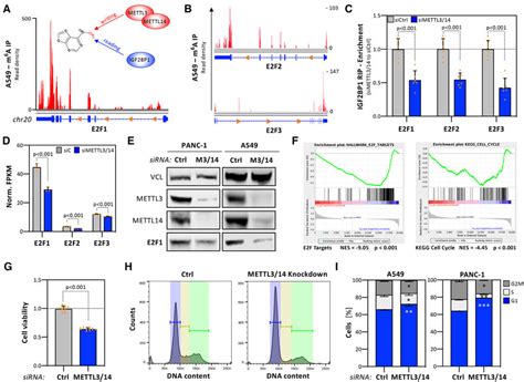 The E2F-dependent cell cycle progression controlled by IGF2BP1 is m 6 ... 