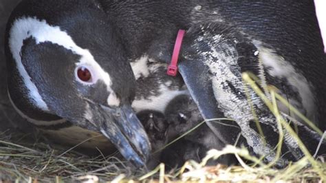 Point Defiance shows off first Magellanic penguin chicks born at zoo in ...