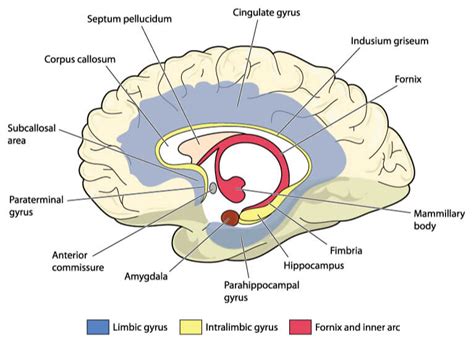 Limbic System - The Definitive Guide | Biology Dictionary