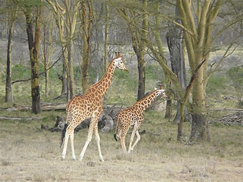 Girafes Girafes Animaux Animaux Lac Et Parc National De Nakuru