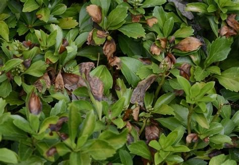how to get rid of pachysandra
