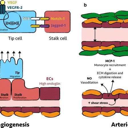 Overview of the mechanism of angiogenesis and arteriogenesis. a VEGF... | Download Scientific ...