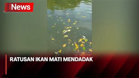 Ratusan Ikan Mati Mendadak Di Sepanjang Aliran Sungai Marana INews