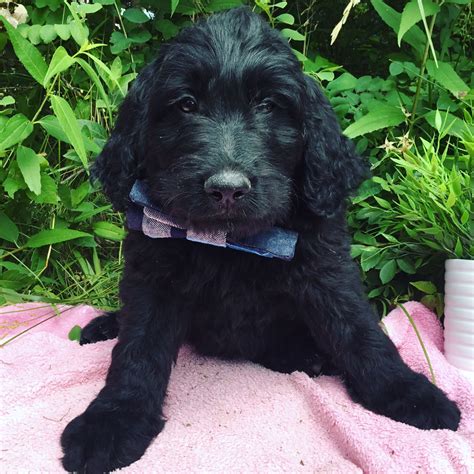Black Goldendoodle | Standard Goldendoodle Puppy